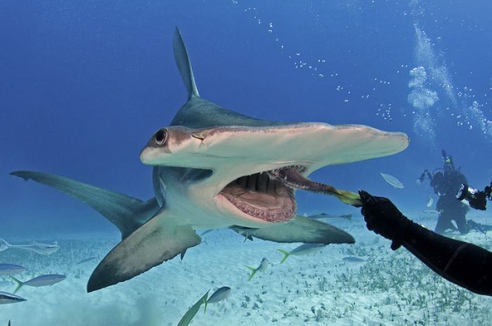 Кормление акулы-молота из рук аквалангиста 