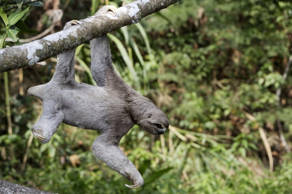 10 интересных фактов о ленивцах