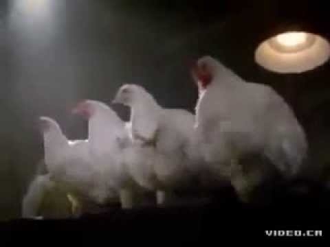 Танцующие курицы 