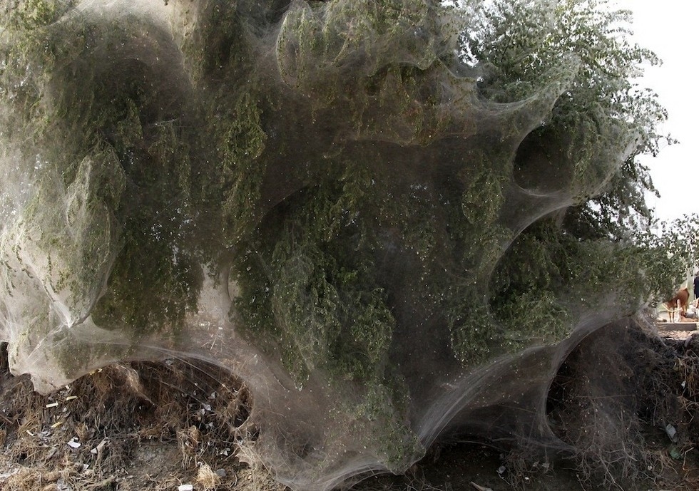 Деревья в паутине: мистика или загадка природы?