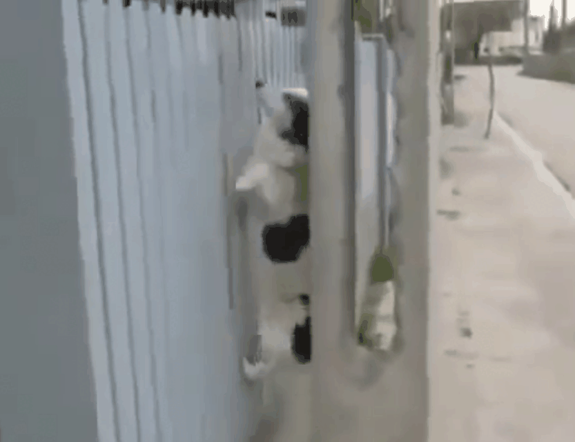 Собака залезла на забор