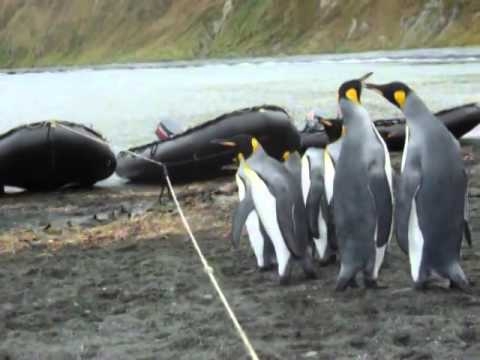 Пингвины и канат - трудное препятствие (мегаржака) 
