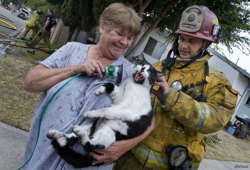 Коты, спасённые пожарными