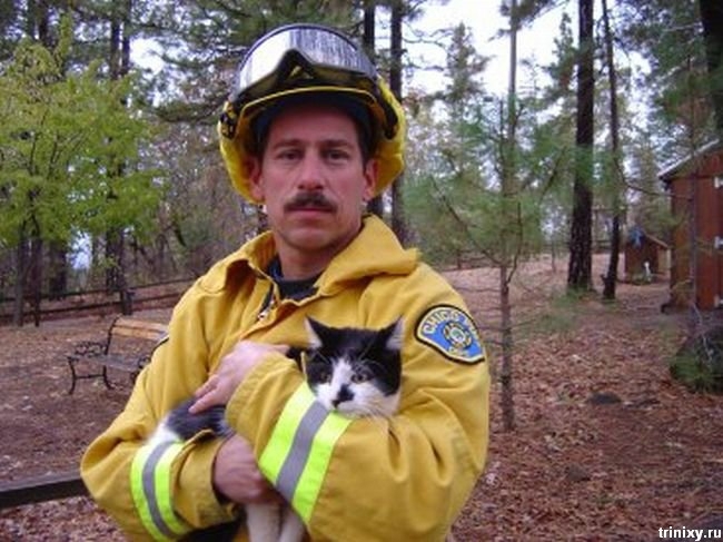 Коты, спасённые пожарными