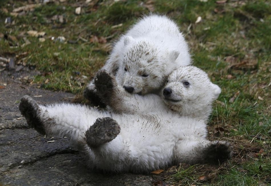 Белых медвежат-близнецов представили в немецком зоопарке