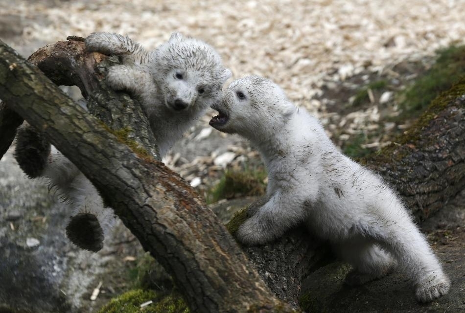 Белых медвежат-близнецов представили в немецком зоопарке