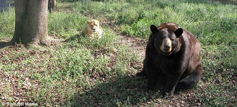 Лев Лео, тигр Шер-Хан и медведь Балу