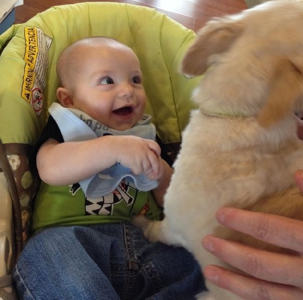 Реакция младенцев, которые увидели собаку