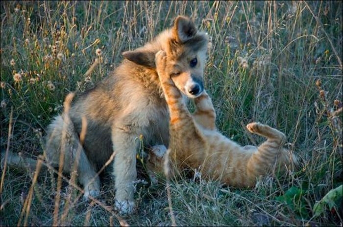  Котейки и пёсики 