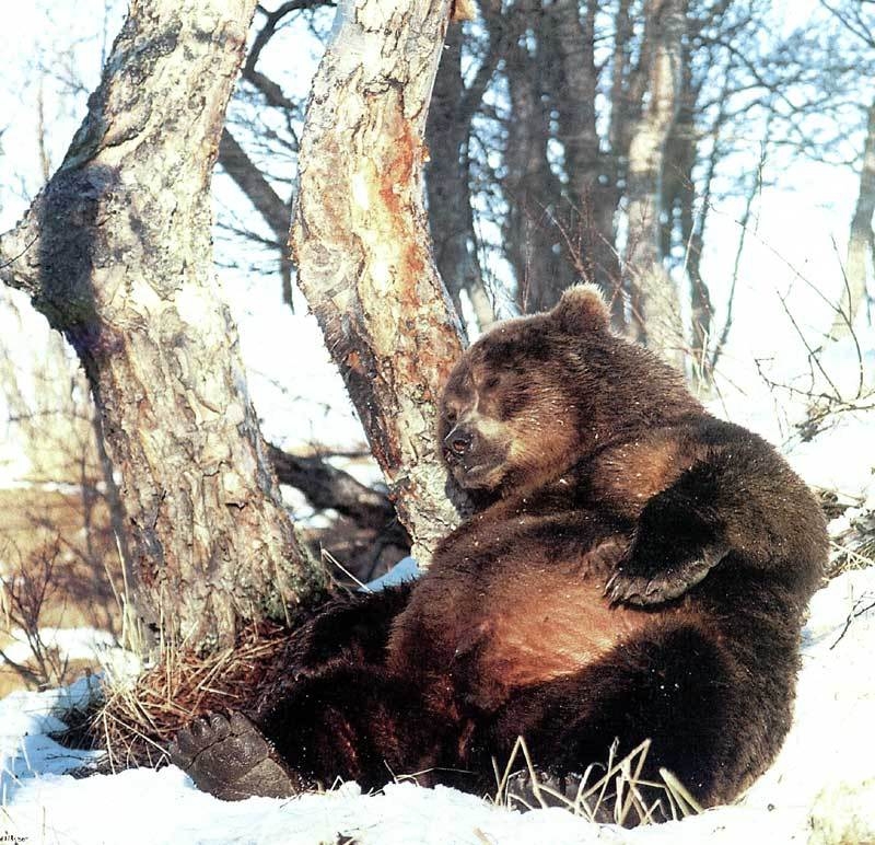 Медведь неуклюж, да дюж.