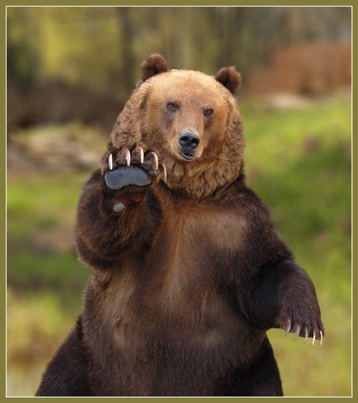 Фотографии с медведем