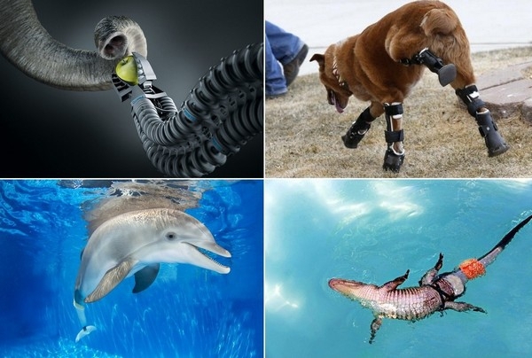 5 невероятных протезов, созданных для животных 
