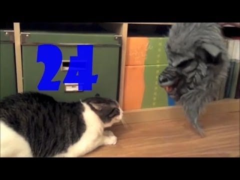 Смешные кошки. Выпуск #23 и Выпуск #24 