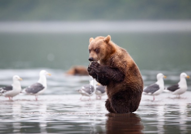 Медведи — они как люди, только мохнатые