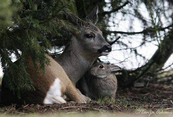 Трогательные фото дружбы между такими разными животными