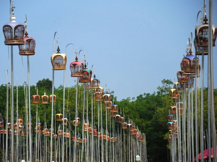 Конкурс певчих птиц в Таиланде