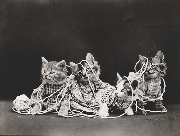 Фотографии животных начала XX века