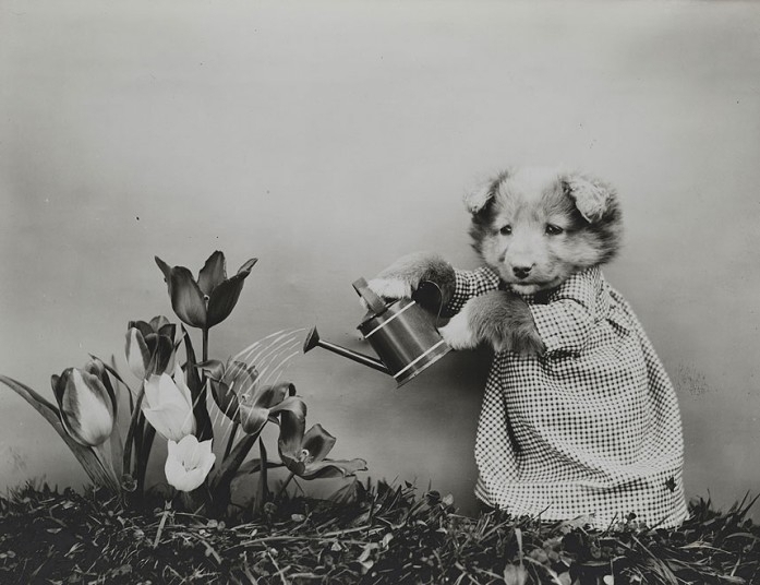 Фотографии животных начала XX века