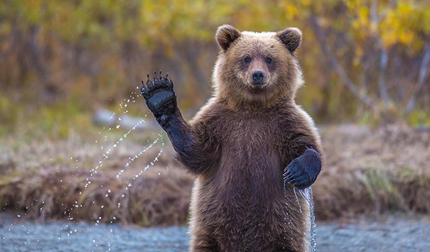 Необычные моменты из жизни медведей