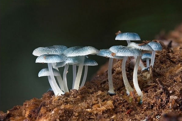 Такие разные грибы (20 фото)