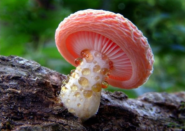 Такие разные грибы (20 фото)