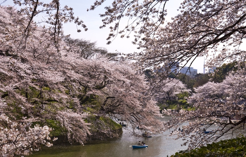 Япония: когда цветет сакура