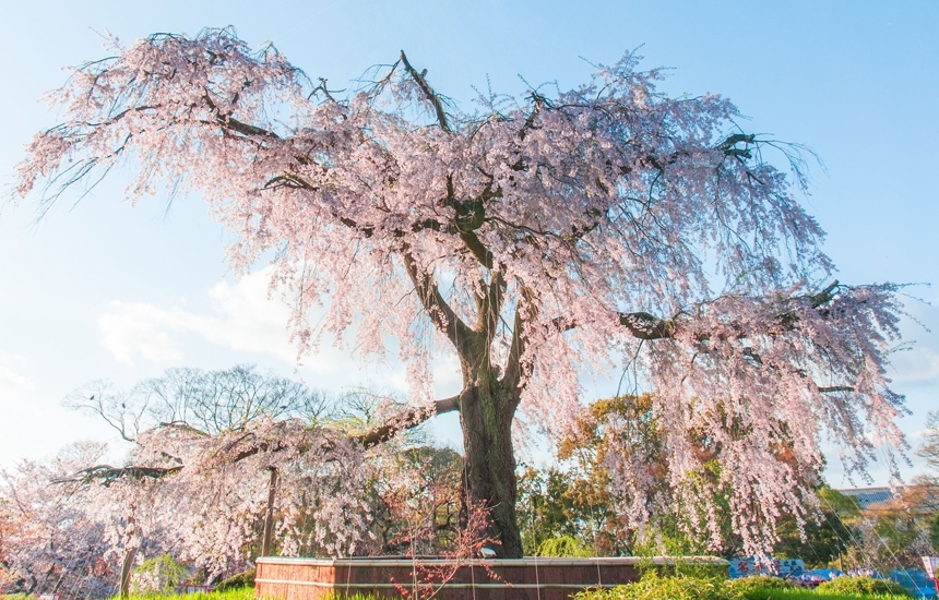 Япония: когда цветет сакура