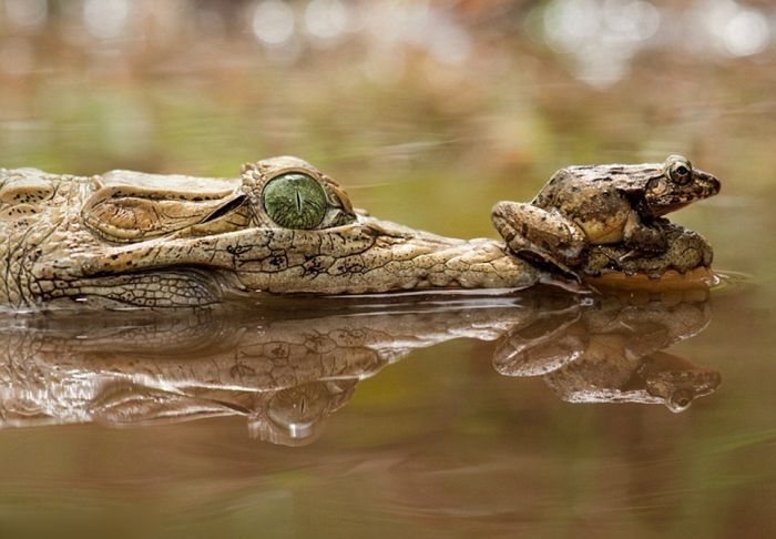 Как лягушка может поставить крокодила в неловкое положение))