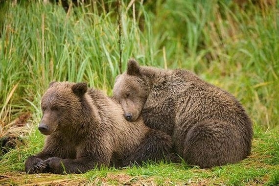 Нет лучше подушки,чем пушистый товарищ