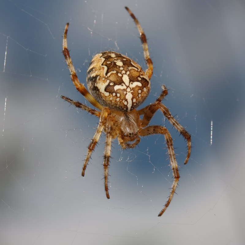 Самые ядовитые пауки в мире