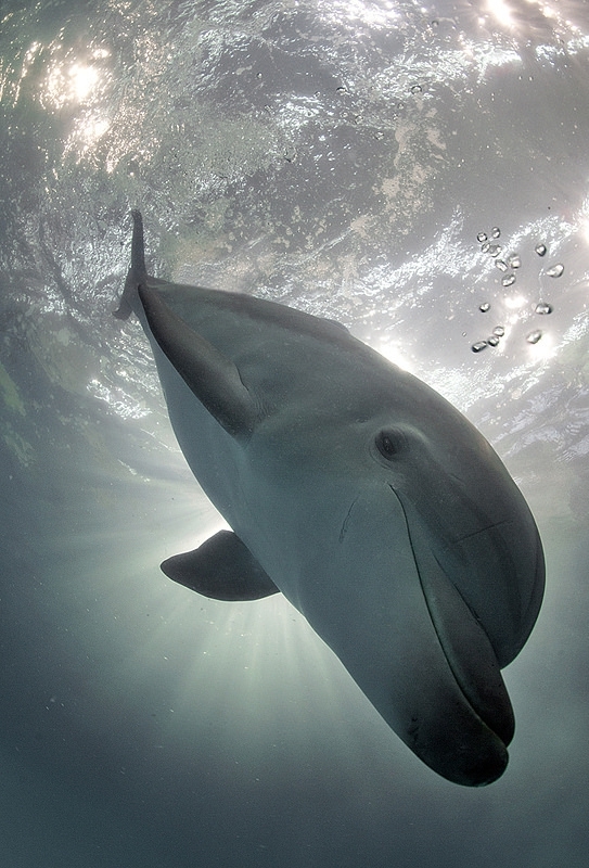 Замечательный проект "Быть дельфином"