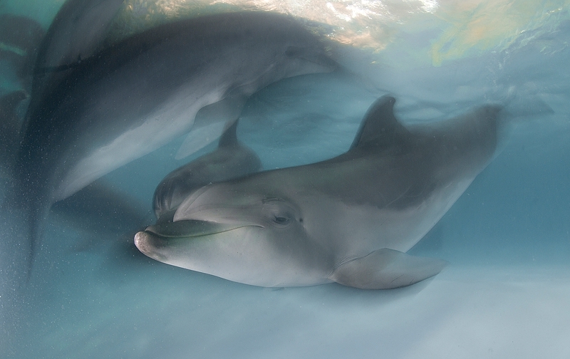 Замечательный проект "Быть дельфином"