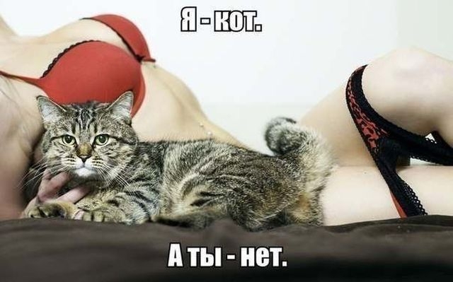 Кошки знают толк 