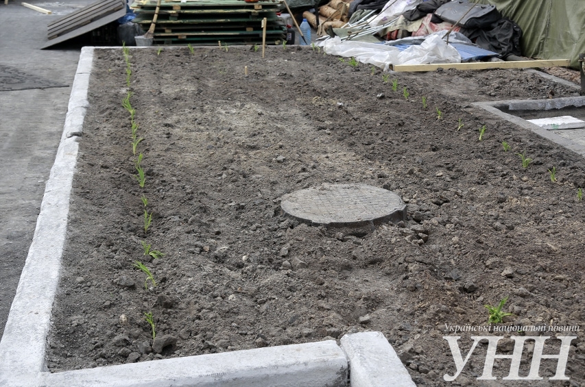 В Киеве, на "Майдане Незалежности", посадили огород и строят свинарник