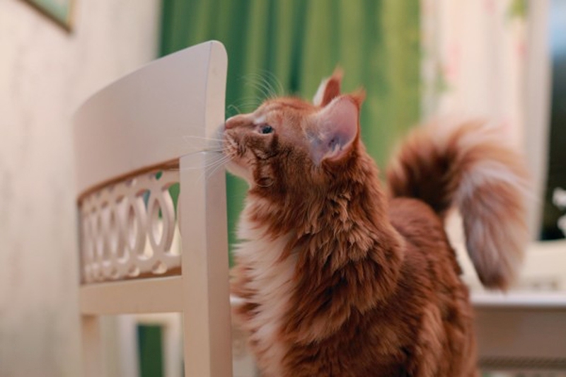 Мегапозитив: Веселая история о дрессуре котиков и их хозяев