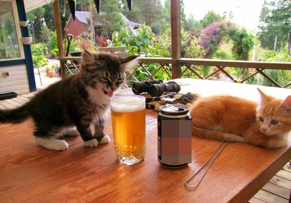 Котик попробовал пиво