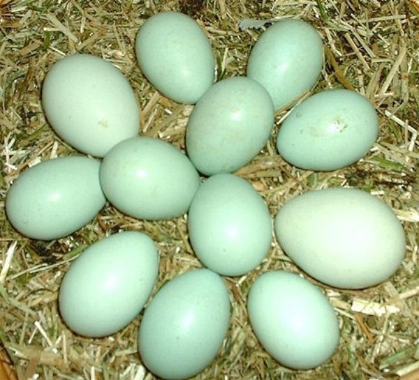 Куры породы Аракуана несут цветные яйца