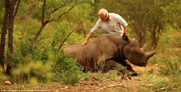 Спасение носорогов