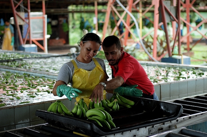 Как выращивают и собирают бананы.