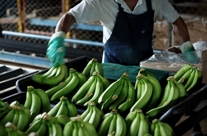 Как выращивают и собирают бананы.