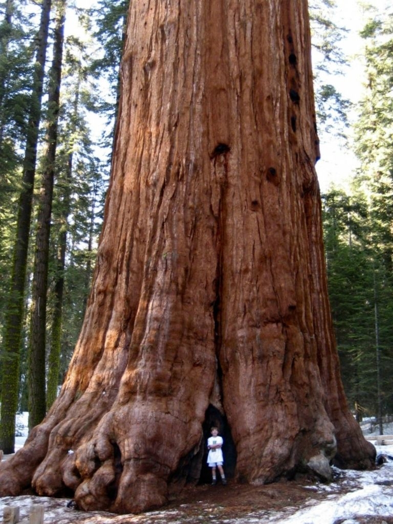 Самые большие деревья в США