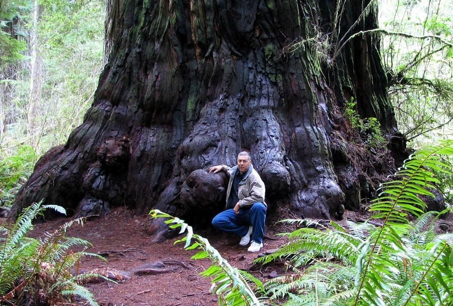 Самые большие деревья в США