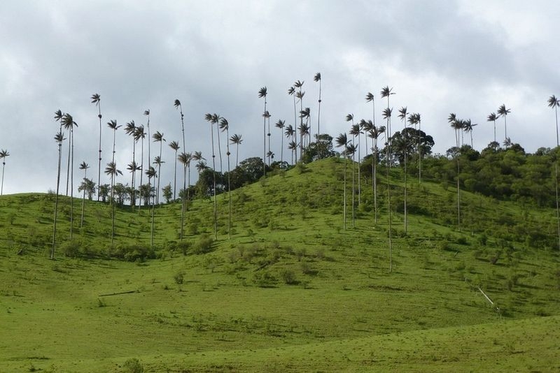 Самая высокая пальма в мире