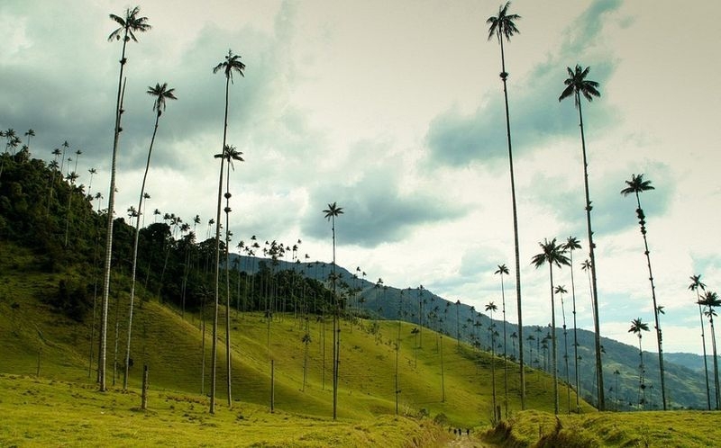 Самая высокая пальма в мире