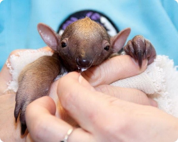 Детеныш муравьеда тамандуа спасён работниками зоопарка Денвера