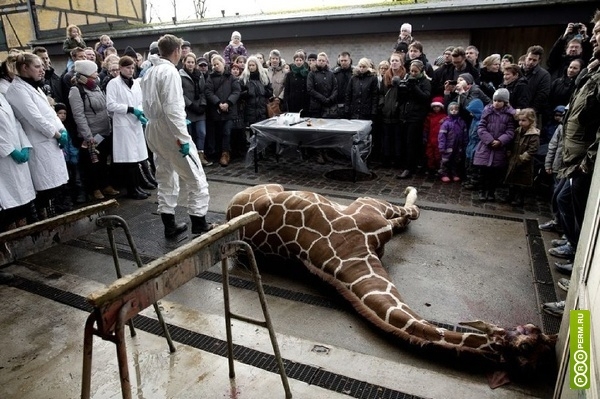 В зоопарке Дании, при детях убили жирафа и скормили его львам.