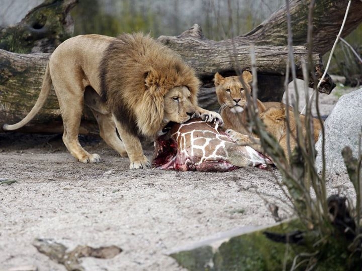 В зоопарке Дании, при детях убили жирафа и скормили его львам.