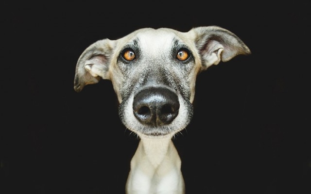 Портреты собак. Мегапозитив :)