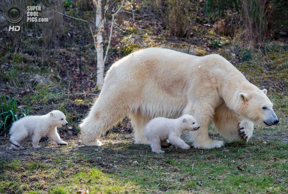 Самые милые белые медведи Германии