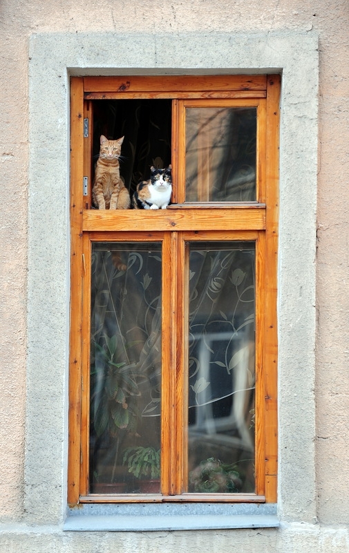 Одесские коты и кошки на своих окошках.